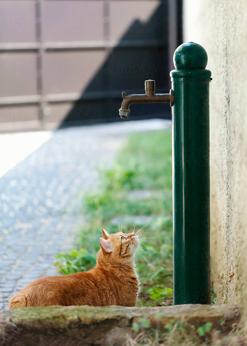 Fleshy red cat in awe under garden fountain tap waiting for water