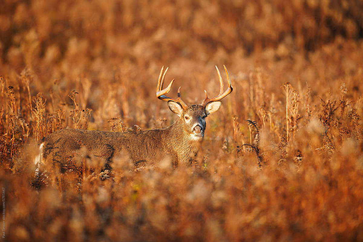 Autumn Buck
