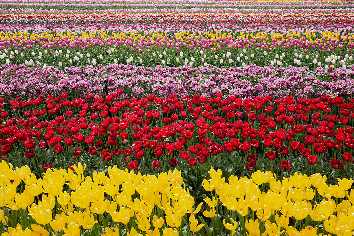 Field of tulips of many colors planted horizontally
