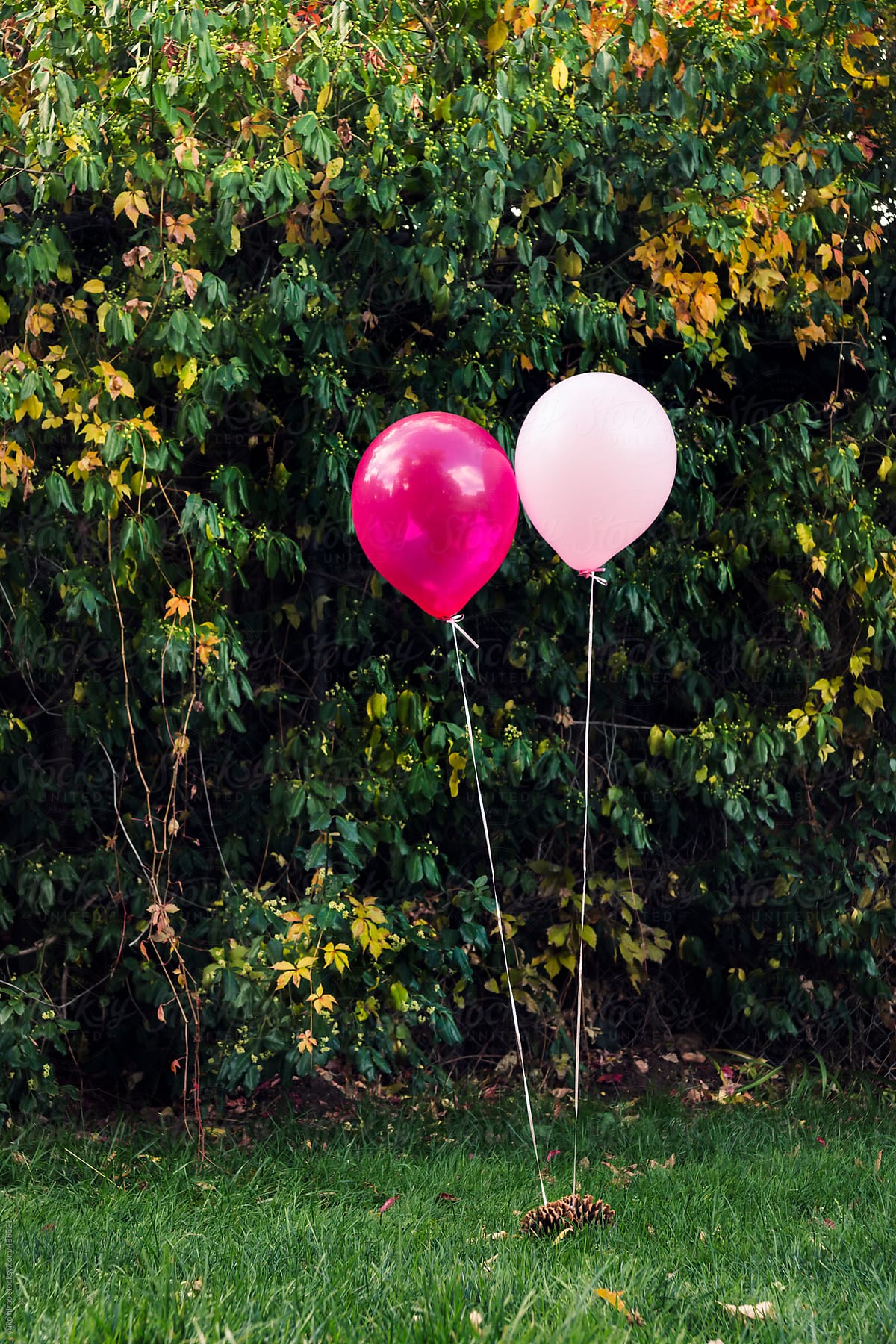 Two balloons floating in front of bush