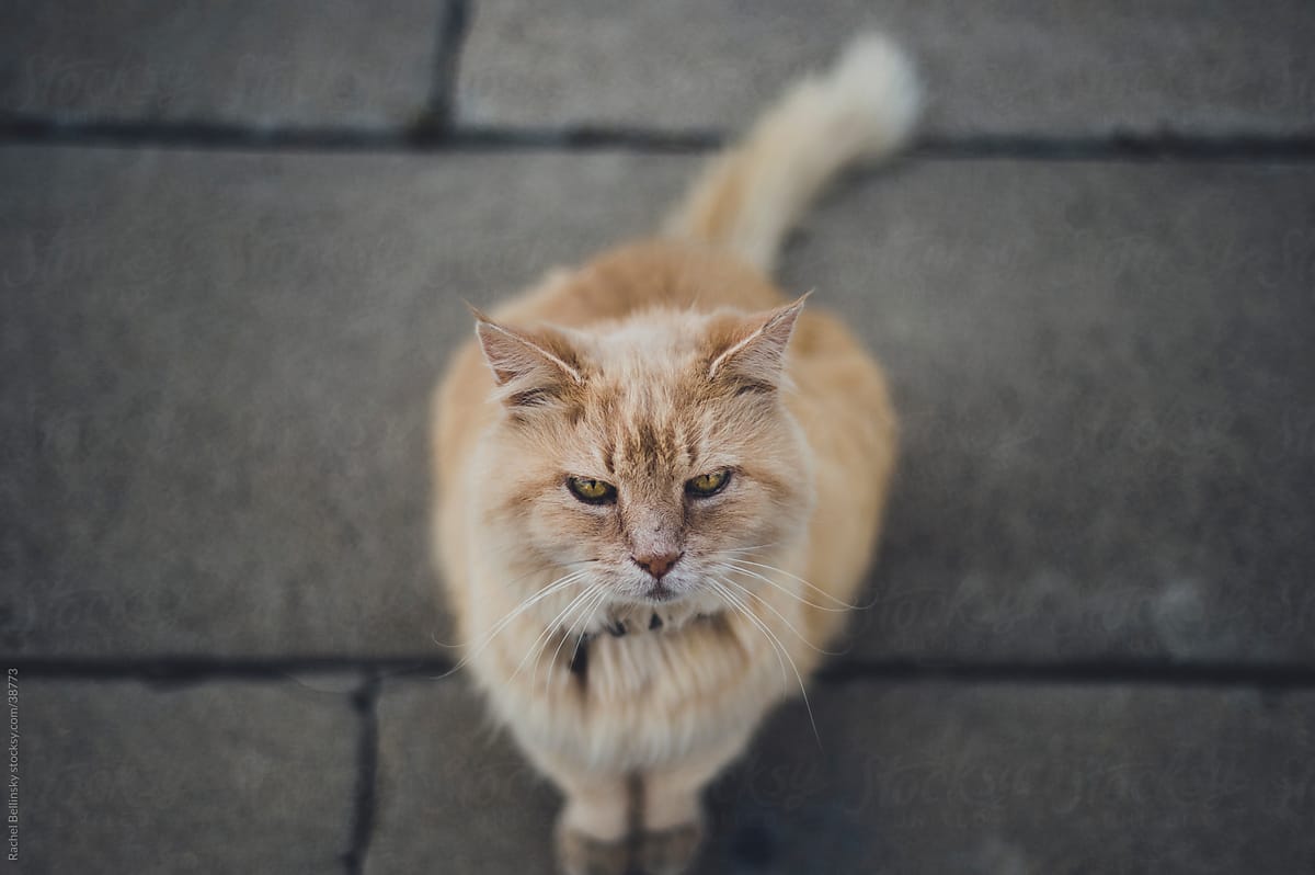 Orange tabby cat looks up from grey sidewalk