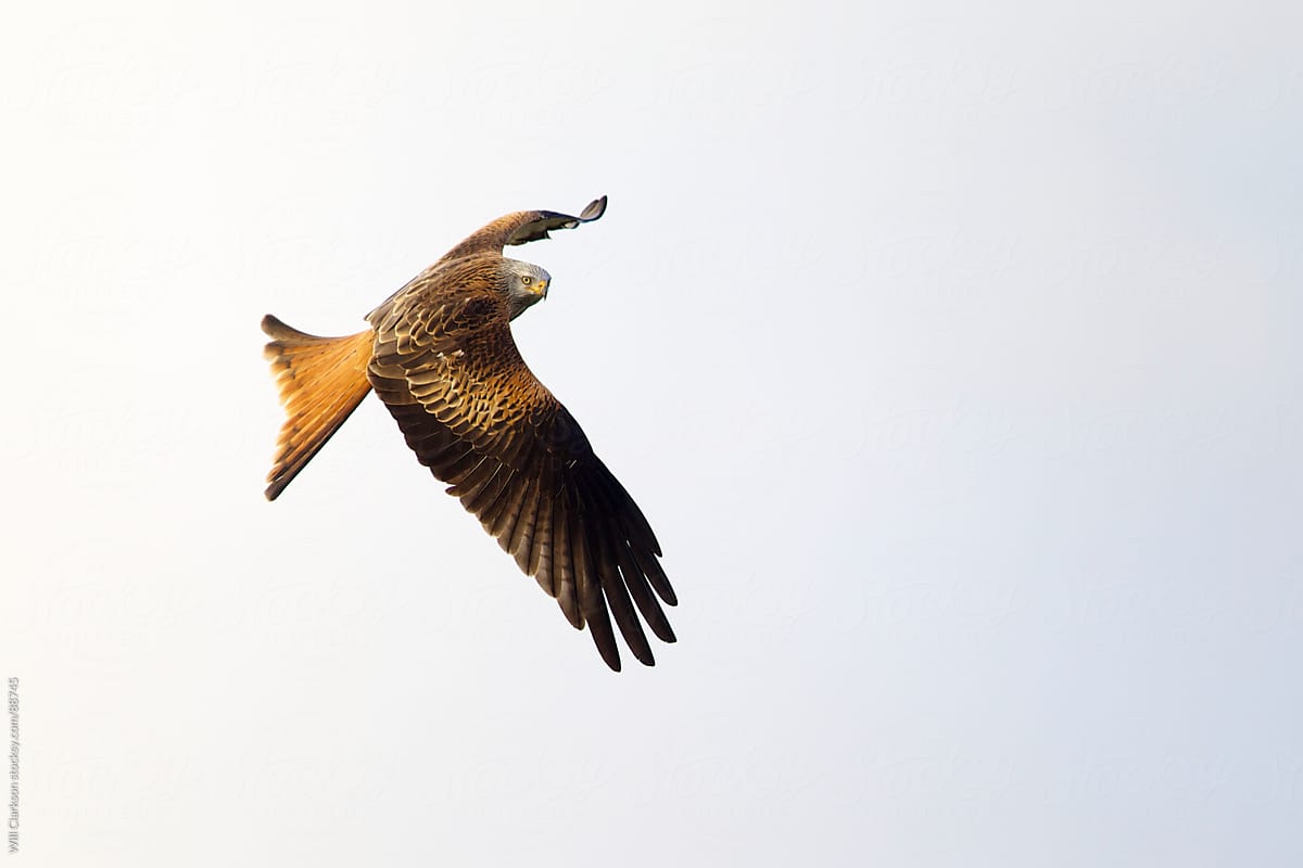 A red kite soaring overhead inspecting the ground