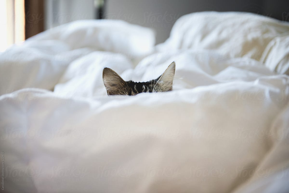Ears of a cat stick up from it\'s napping spot on the bed