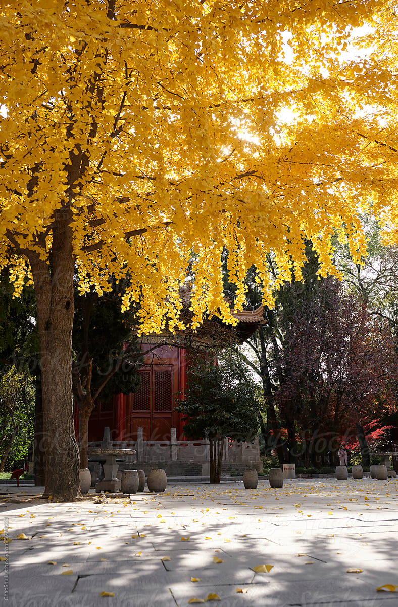 Closeup of ginkgo tree beside ancient building