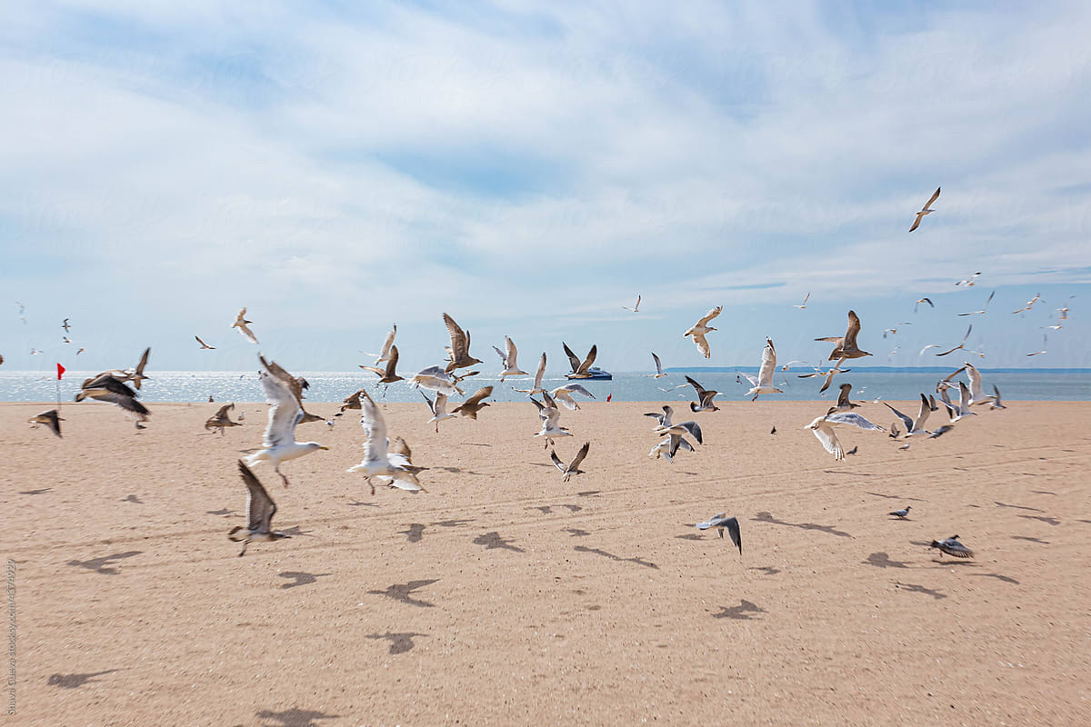 flock of seagulls flying in front of a beach with a blue sky