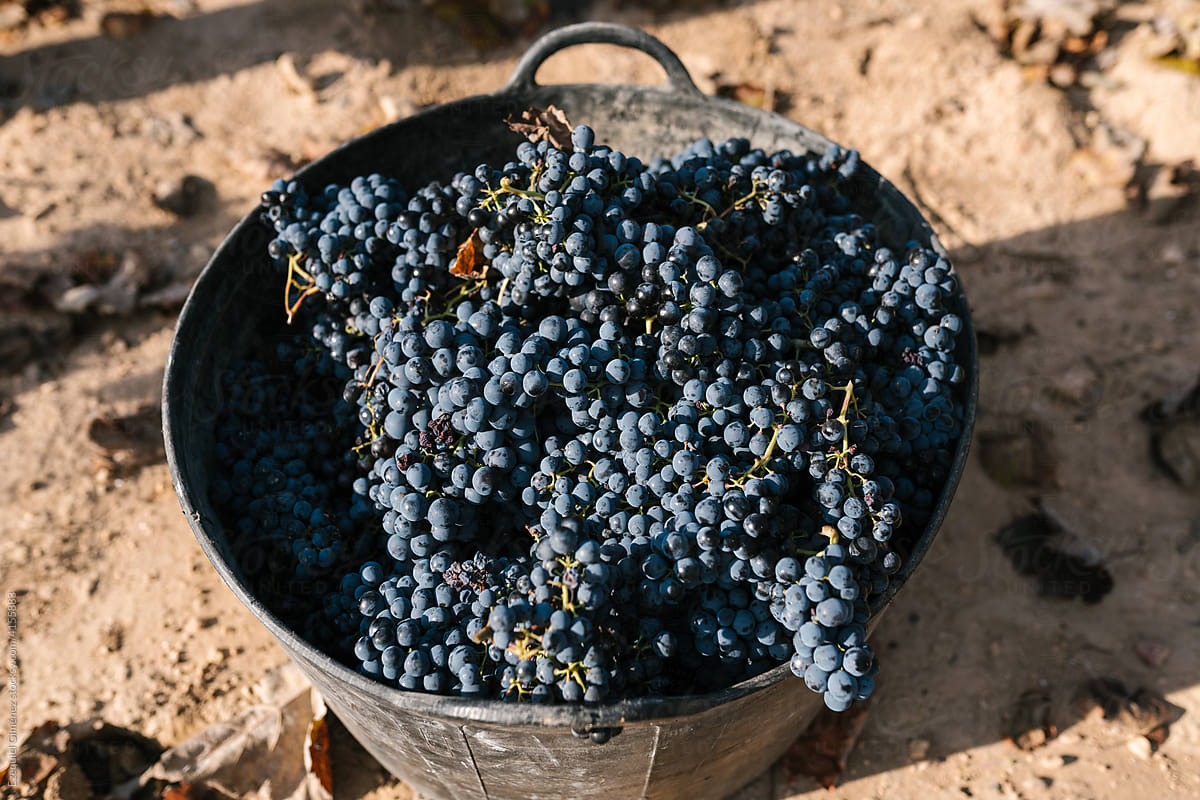 Grapevines in bucket on farm