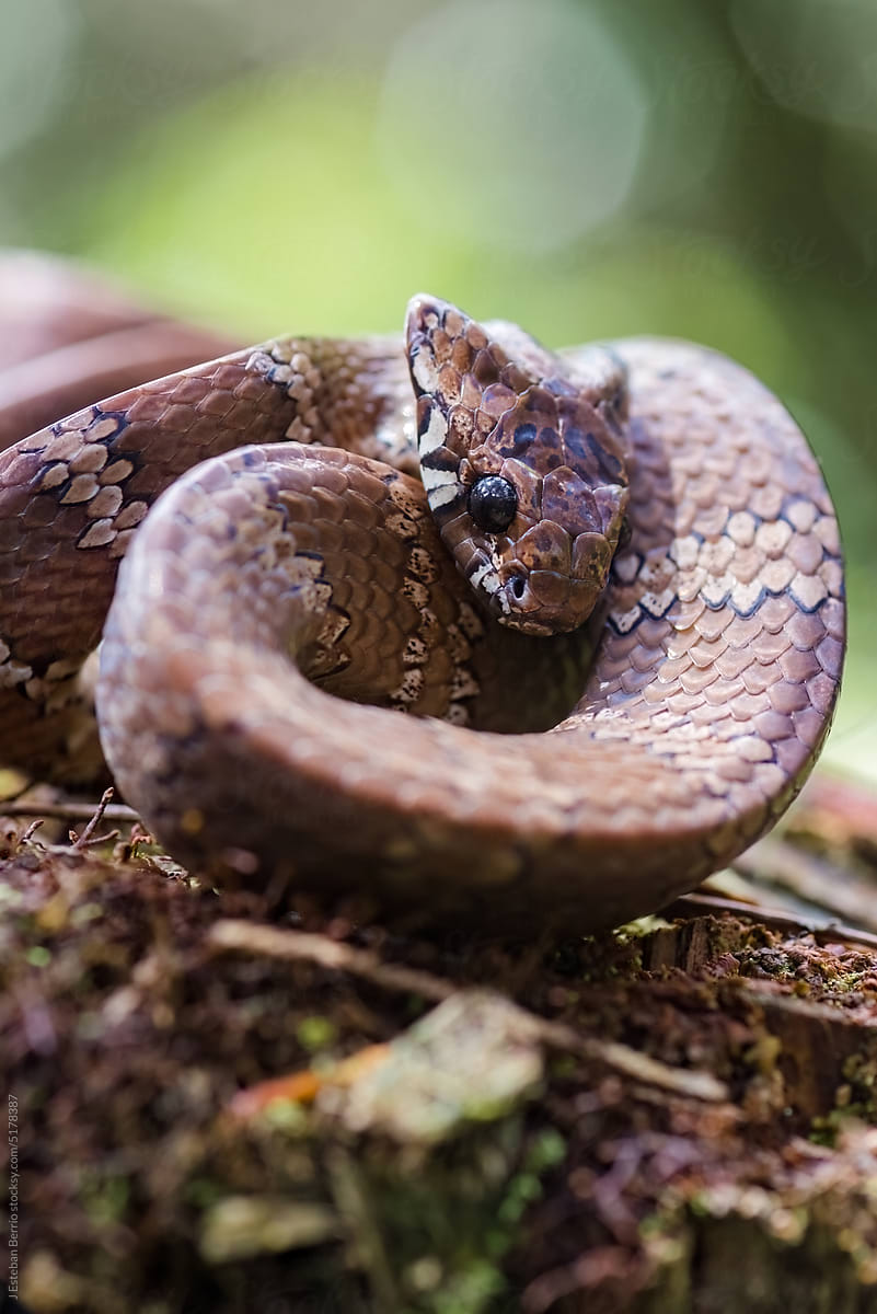 Snail-eater Tropical Snake in defensive position
