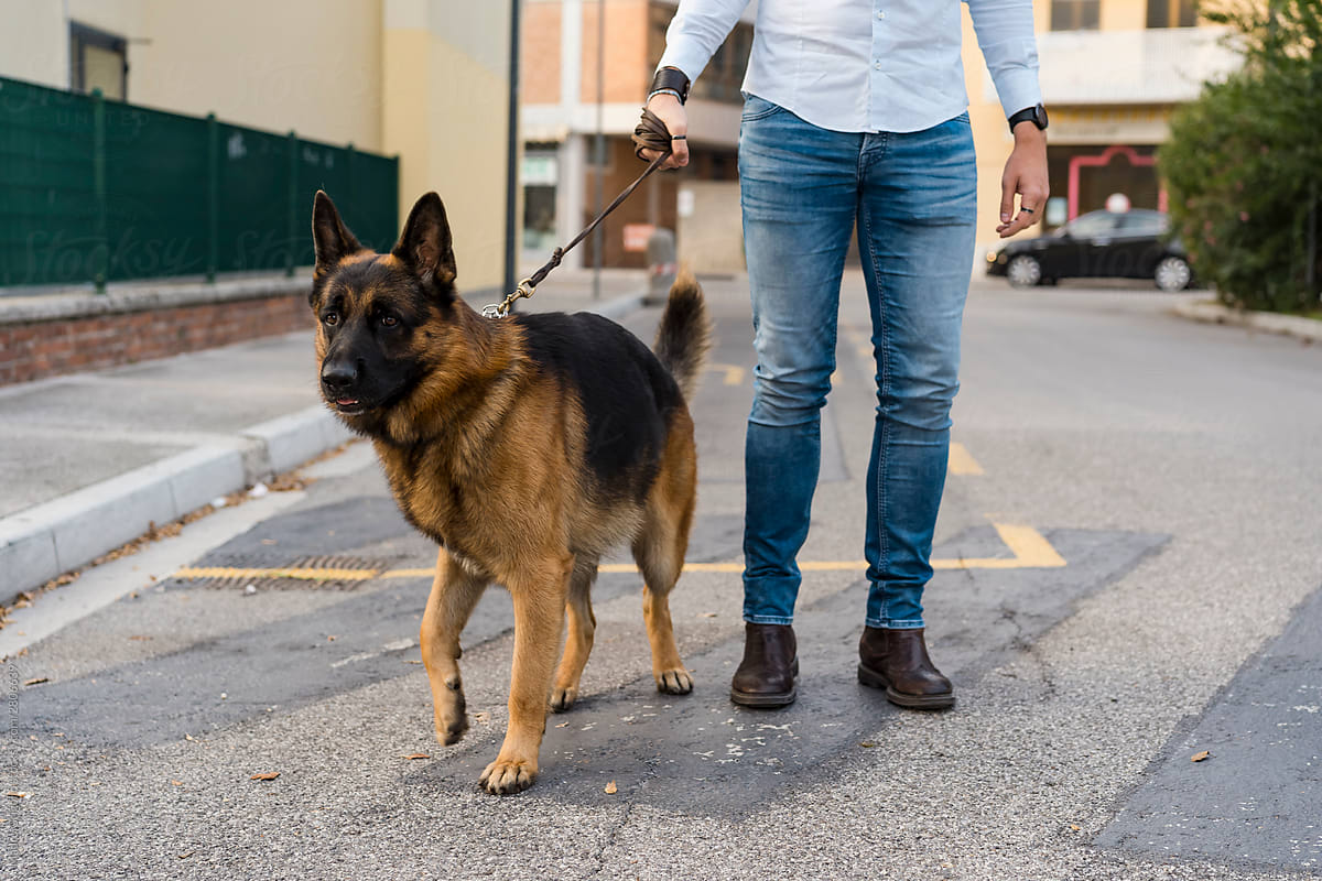 German shepherd dog and his owner