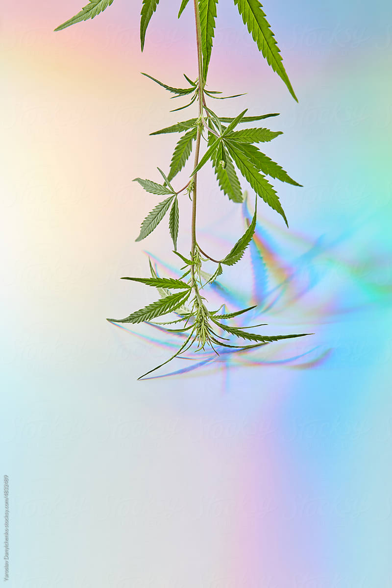 Growing cannabis plant on shiny background.