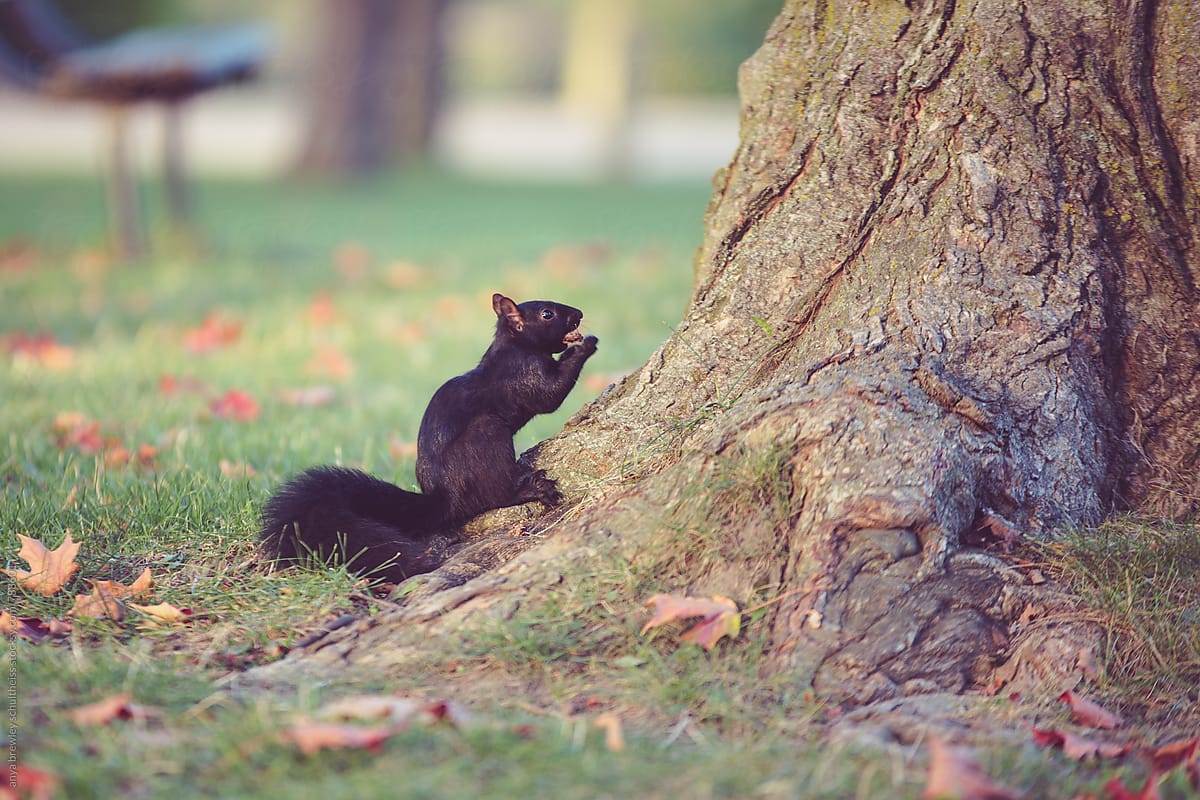 A black squirrel sitting and eating a nut