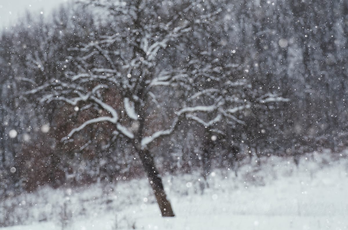 Snowflakes falling over winter landscape with tree