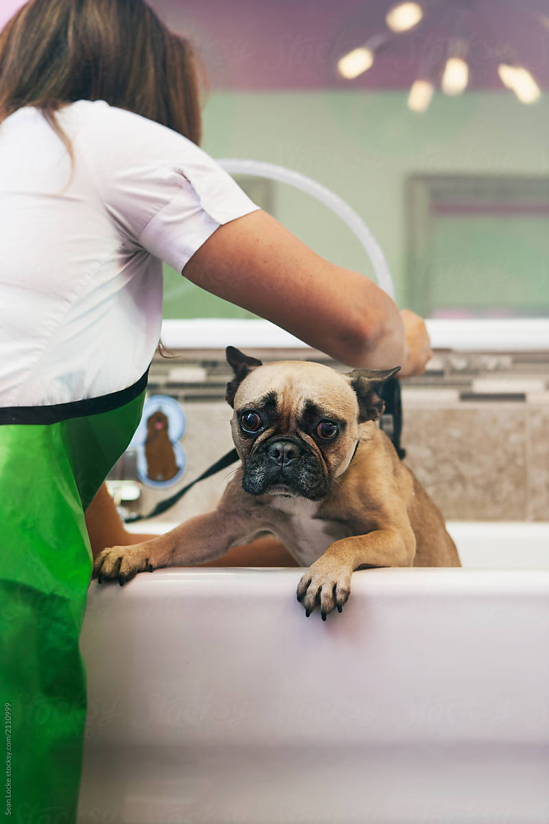 Groomer: Bulldog Unhappy As It Is Bathed