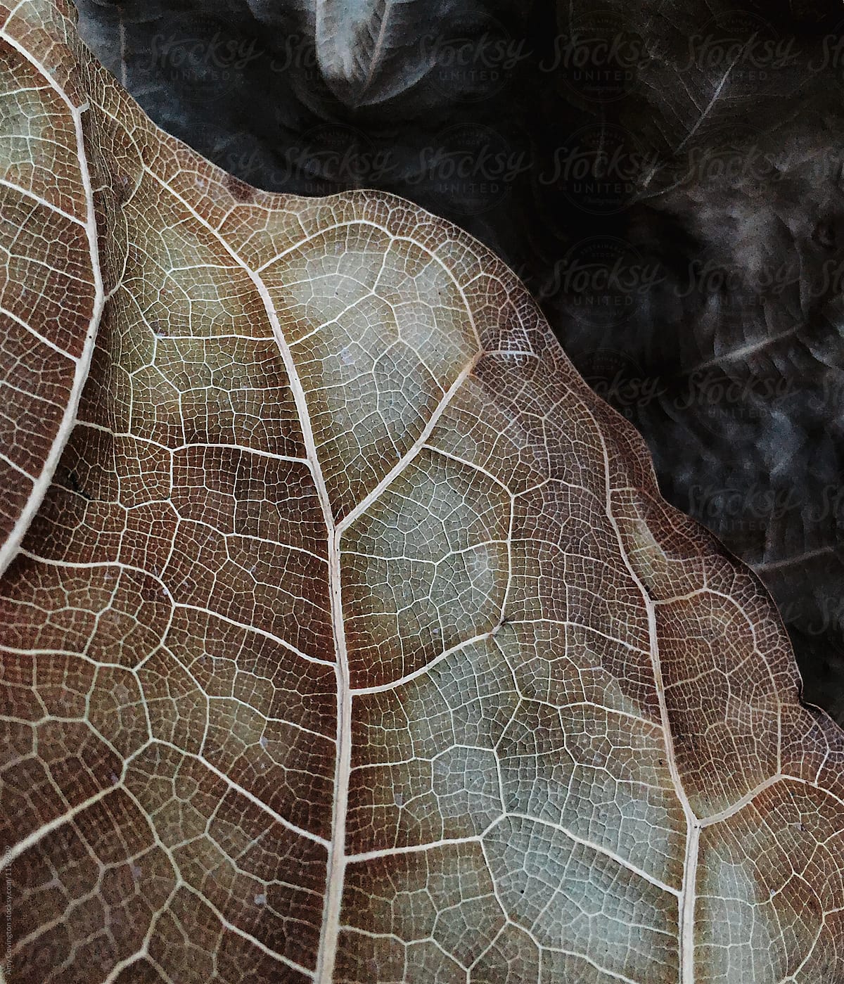 Close up detail of a dried leaf