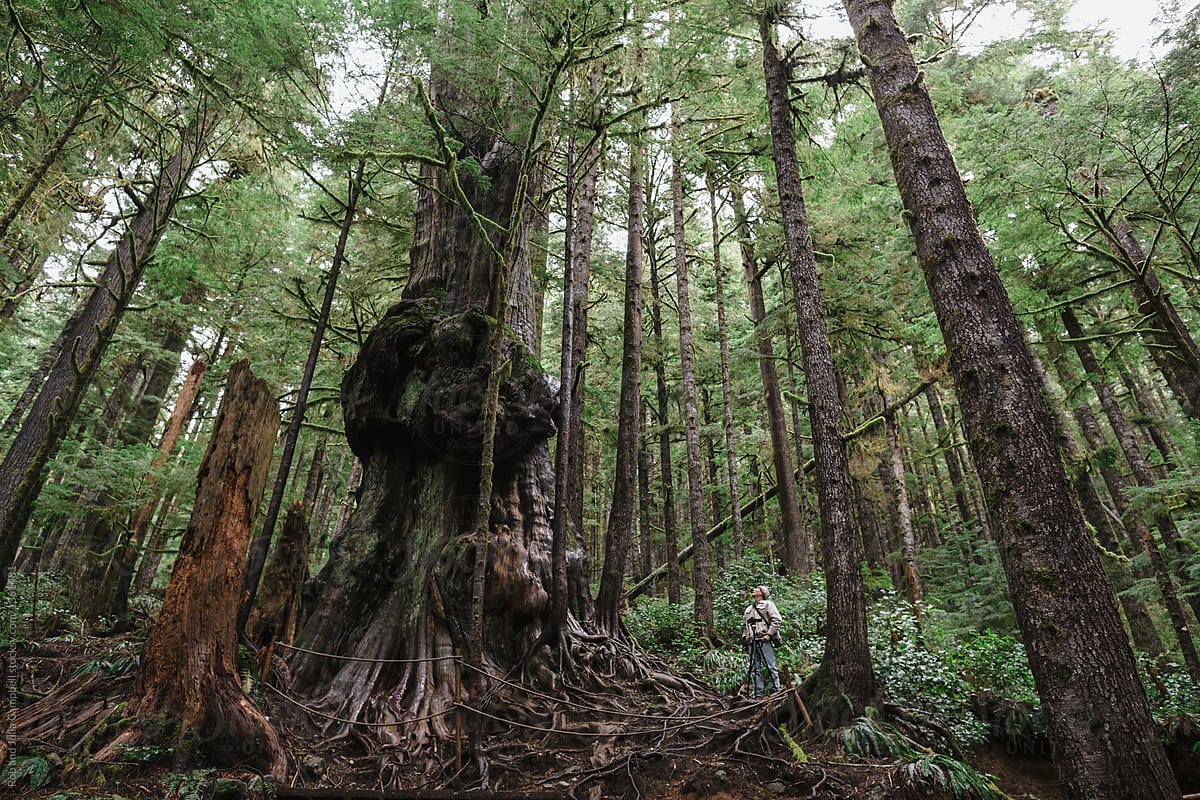 Mature man exploring old growth forest