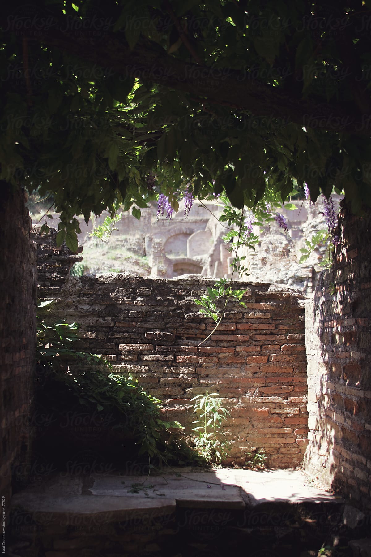 A sunlit spot, hidden away beneath blooming wisteria, found in the Forum Romanum ancient structures in Rome.