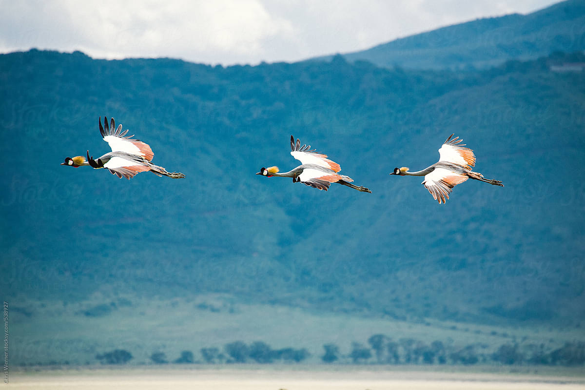 Three Crowned Cranes