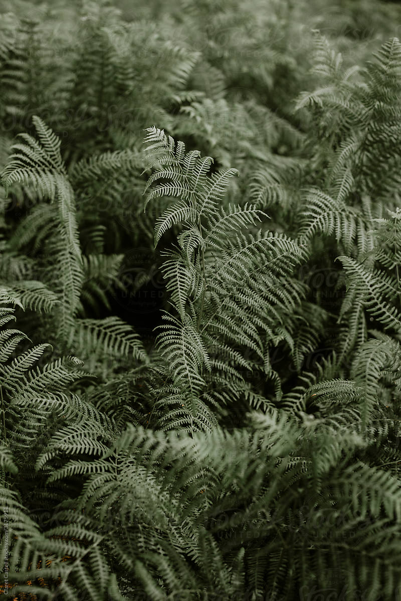 Photo of a natural plant taken in the landscape.