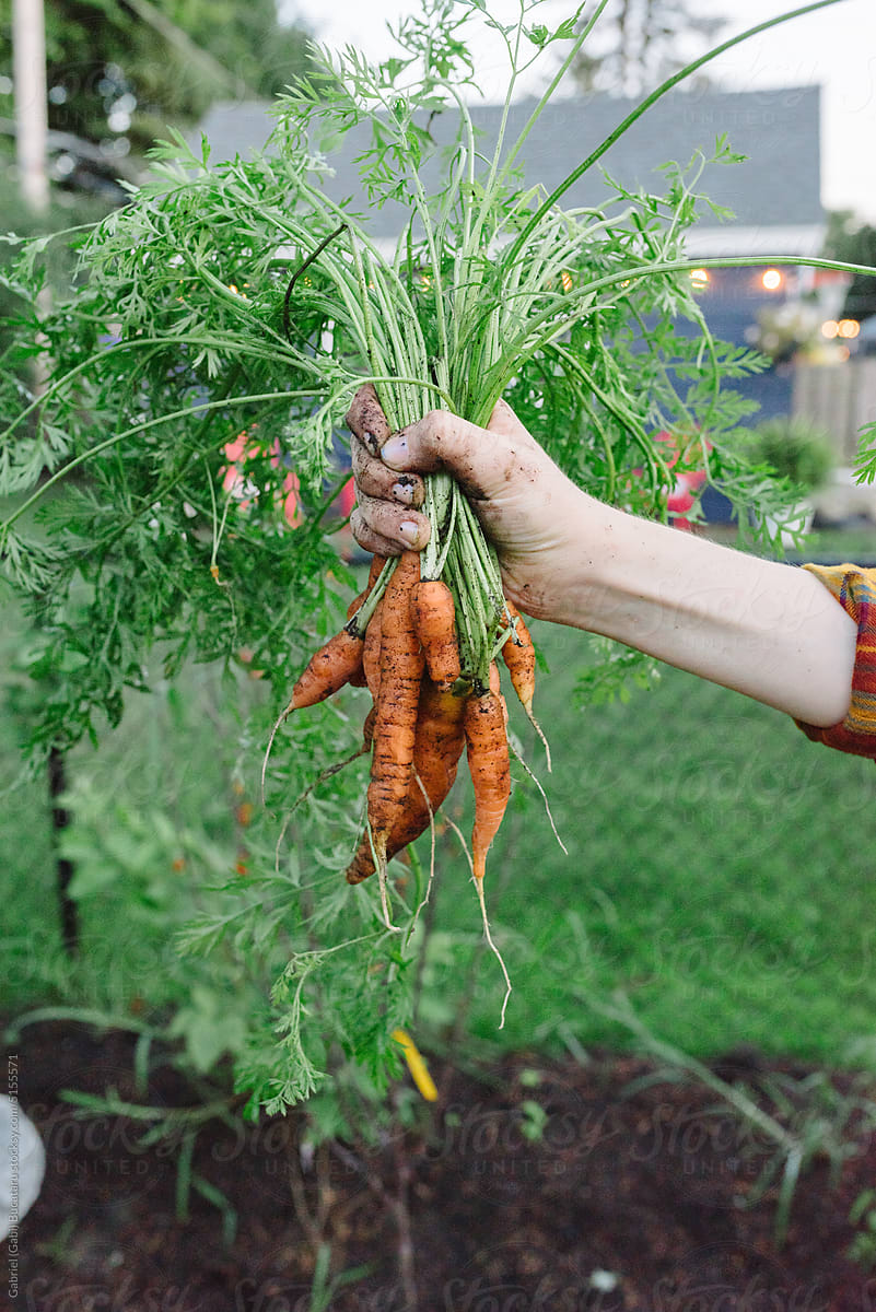 Girl\'s hand holding homegrown carrots