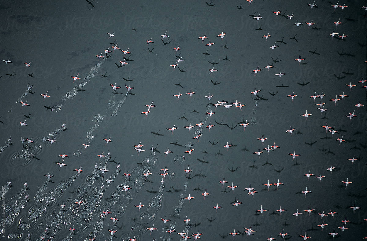 Hundreds of flamingos