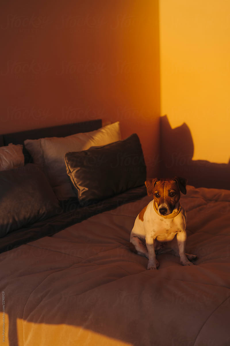 A dog in a room in the sunset light.