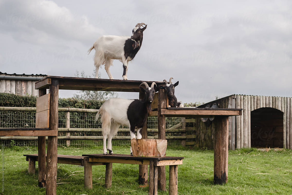 Three goats on a tower at the petting zoo