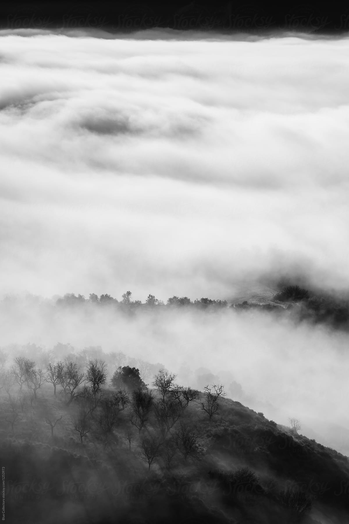 Landscapes of trees and mountains In The Morning Mist, black and white
