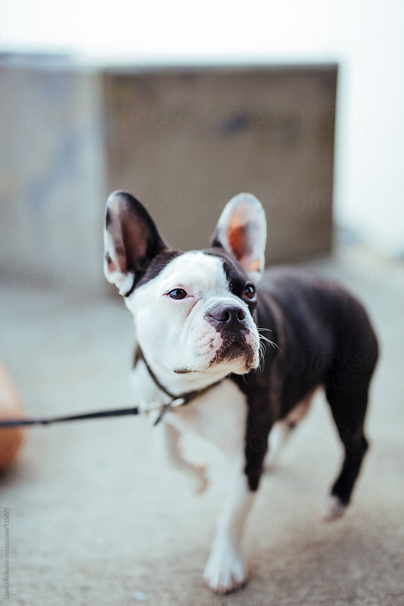 French Bulldog Boston Terrier Mix - petfinder