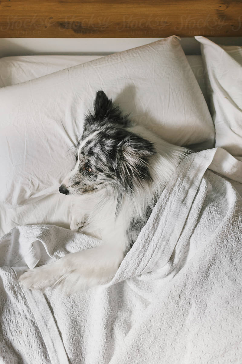 Dog sleeping in a human bed