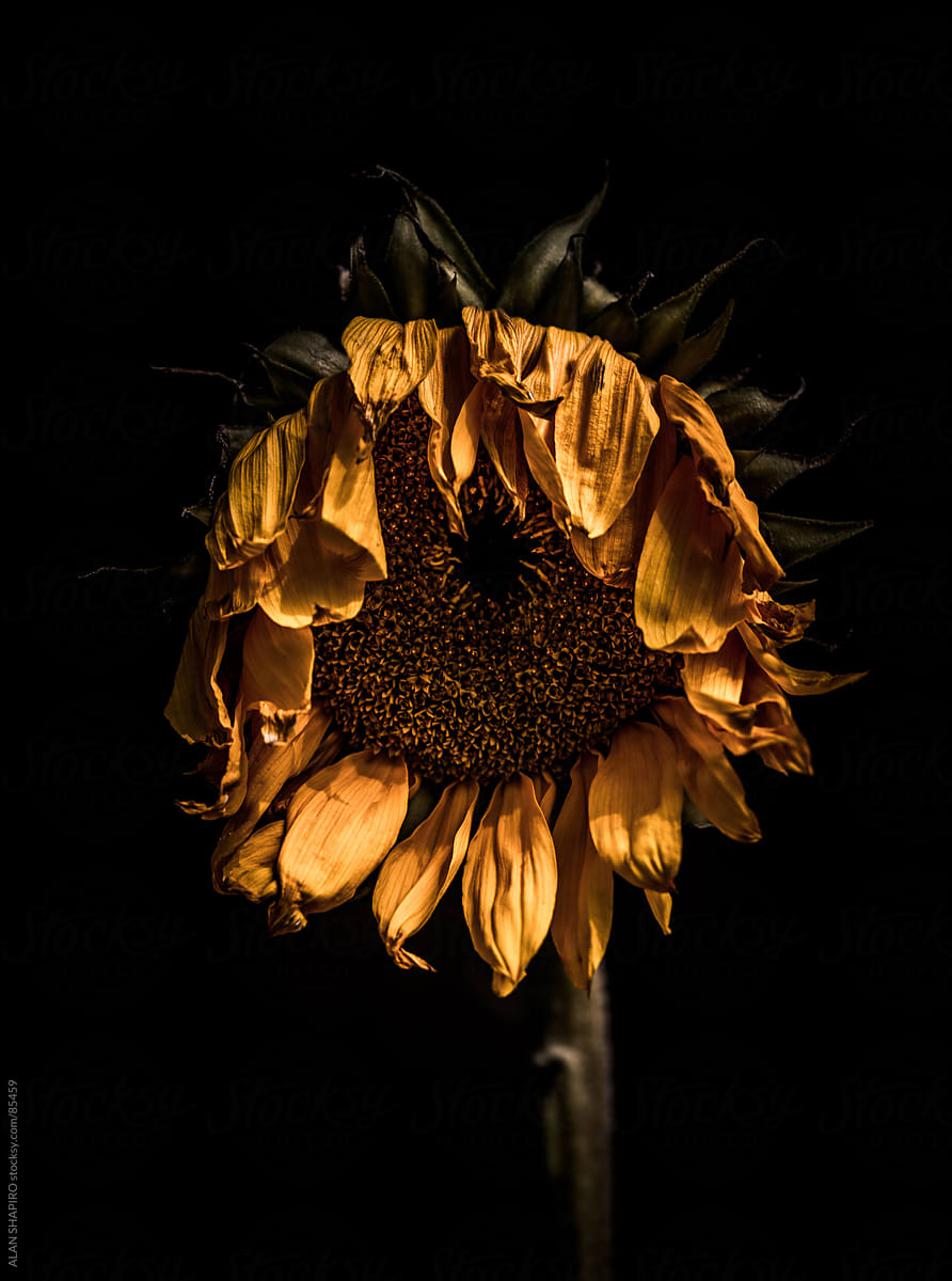 Wilting sunflowers