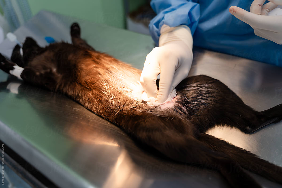 Veterinarian cleaning cat wound.