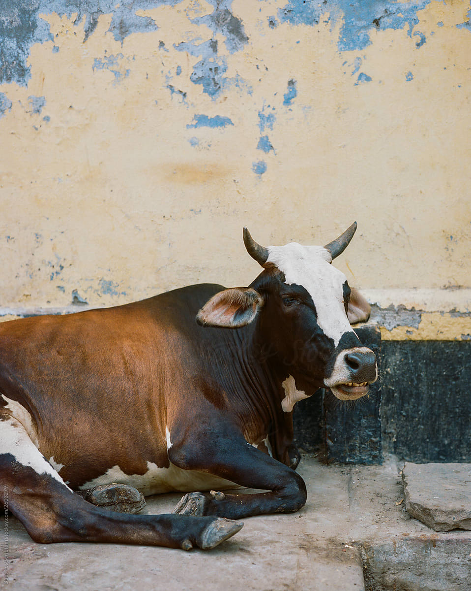 Portrait Of A Beautiful Holy Indian Cow In A Small Town In India ...