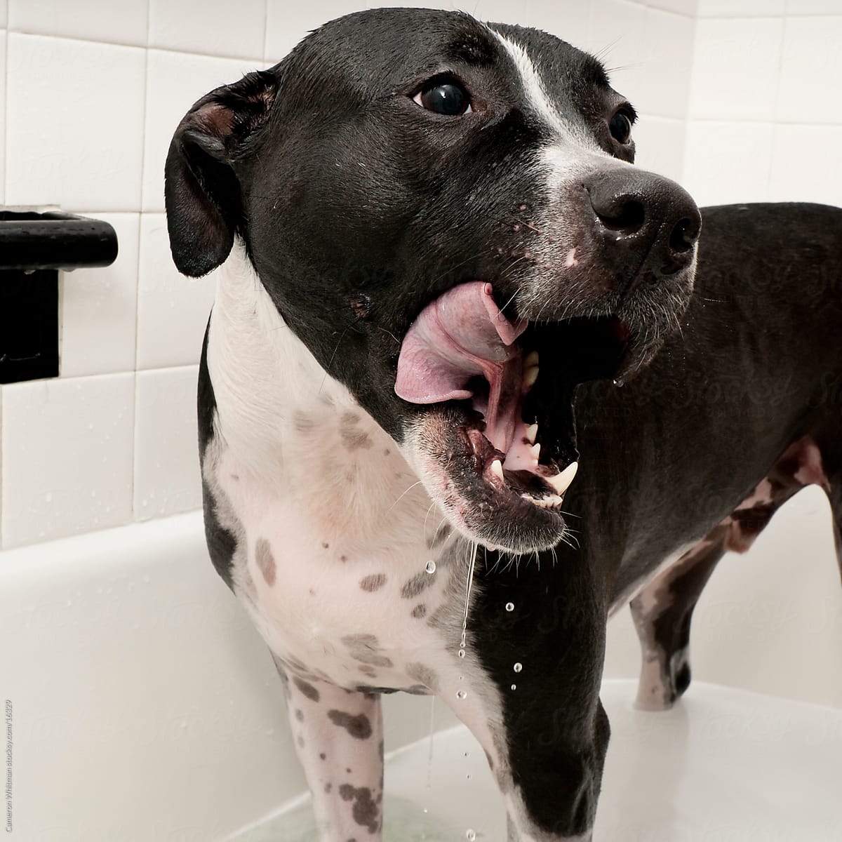 Large pitbull dog licking his chops during a bath.