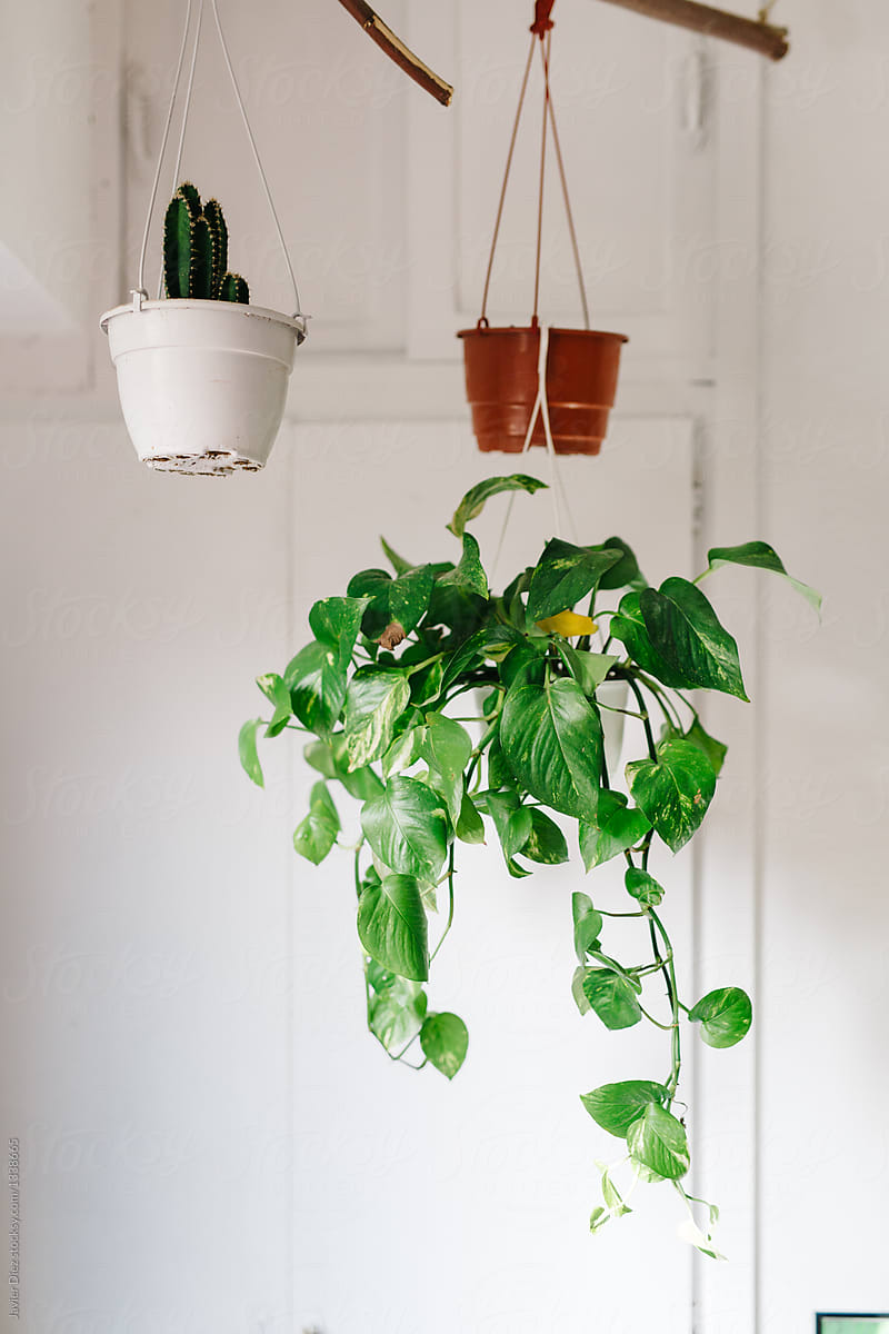 Flowers in pot hanging
