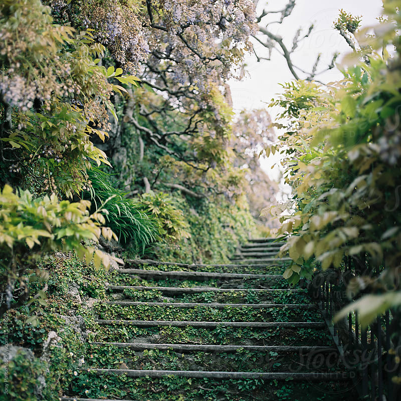 Old stone steps overgrown with wisteria, ivy, and other vegetation