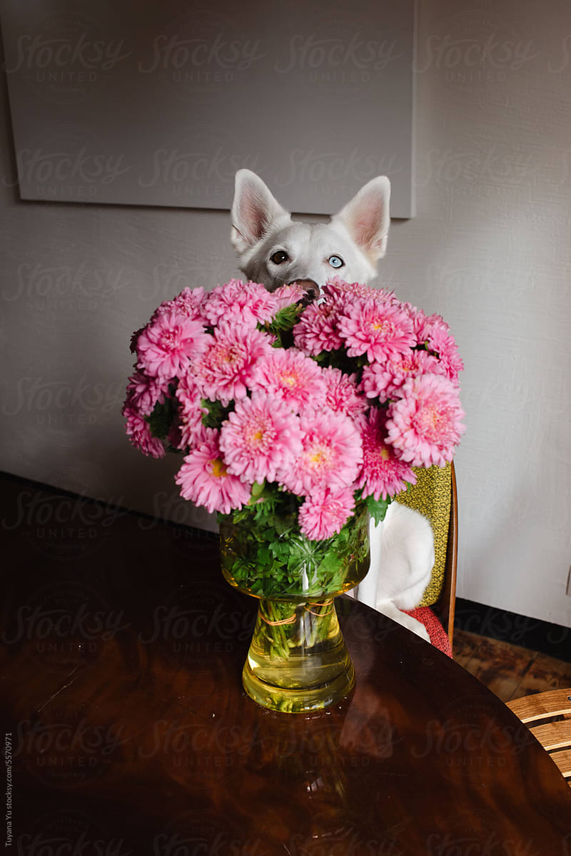 cute husky dog portrait sitting behind the bouquet of flowers