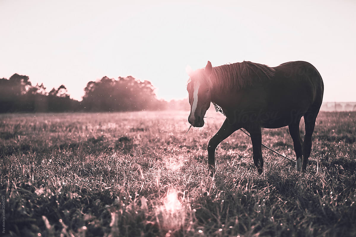 Infrared: Horse grazing in meadow in sunlight on sunset