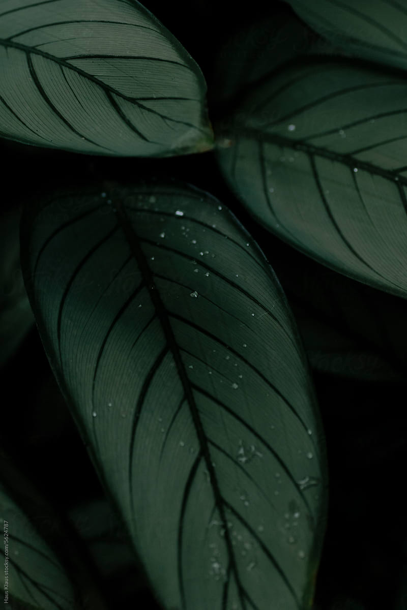 Tropical leafs