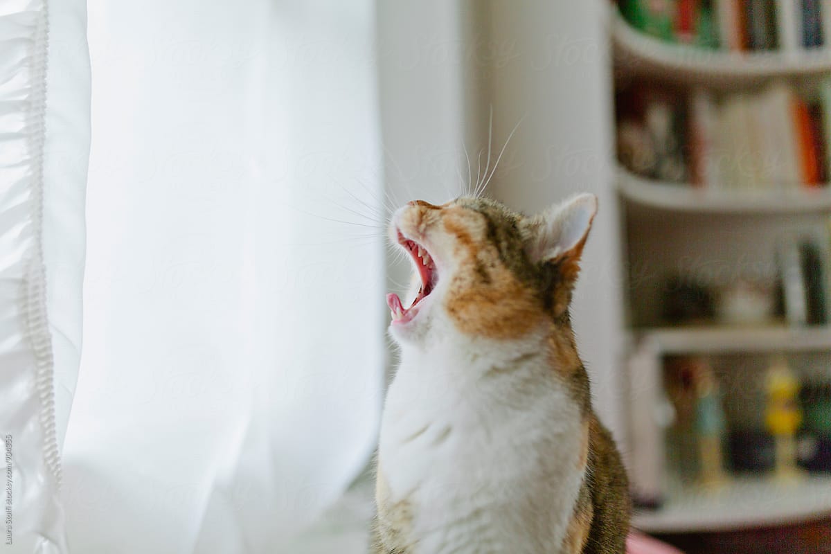 Tortoiseshell sits in front of window and yawns with mouth wide open