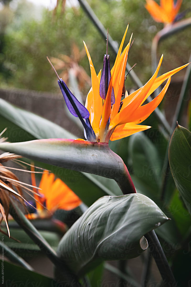 Close up of bird of paradise plant in a garden