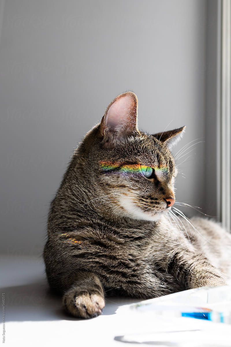 A cat with a rainbow