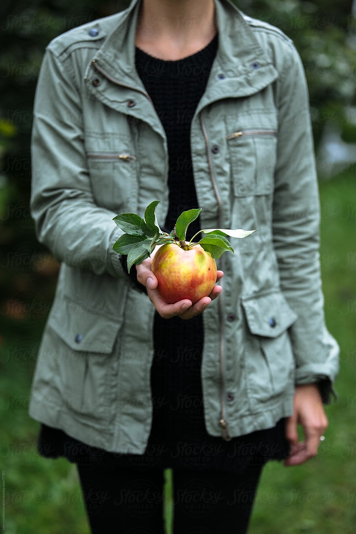 Apple Picking By Stocksy Contributor Luke Mallory Leasure Stocksy 1028