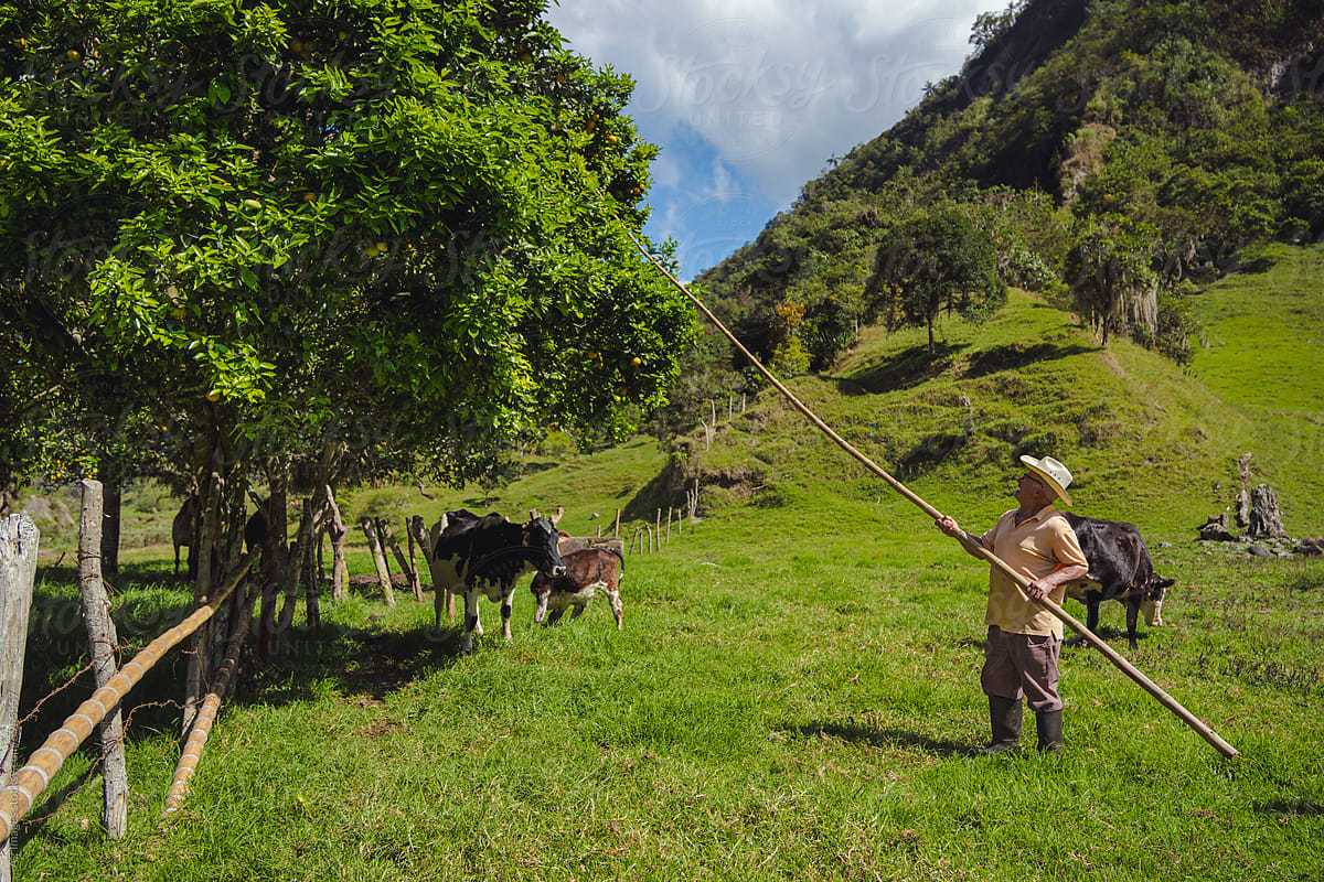 Farmer pulling fruit down from a tree with a stick