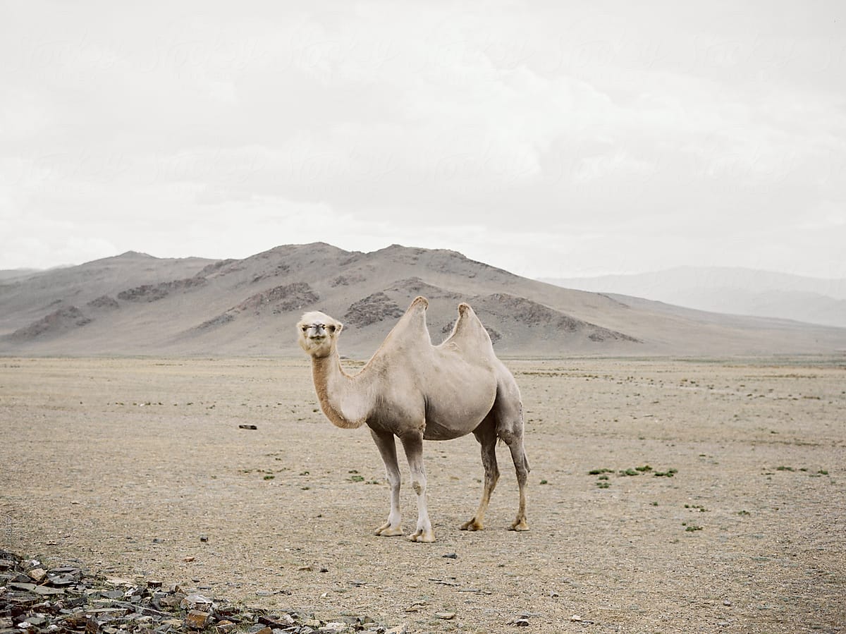 Camel standing alone in spacious plain