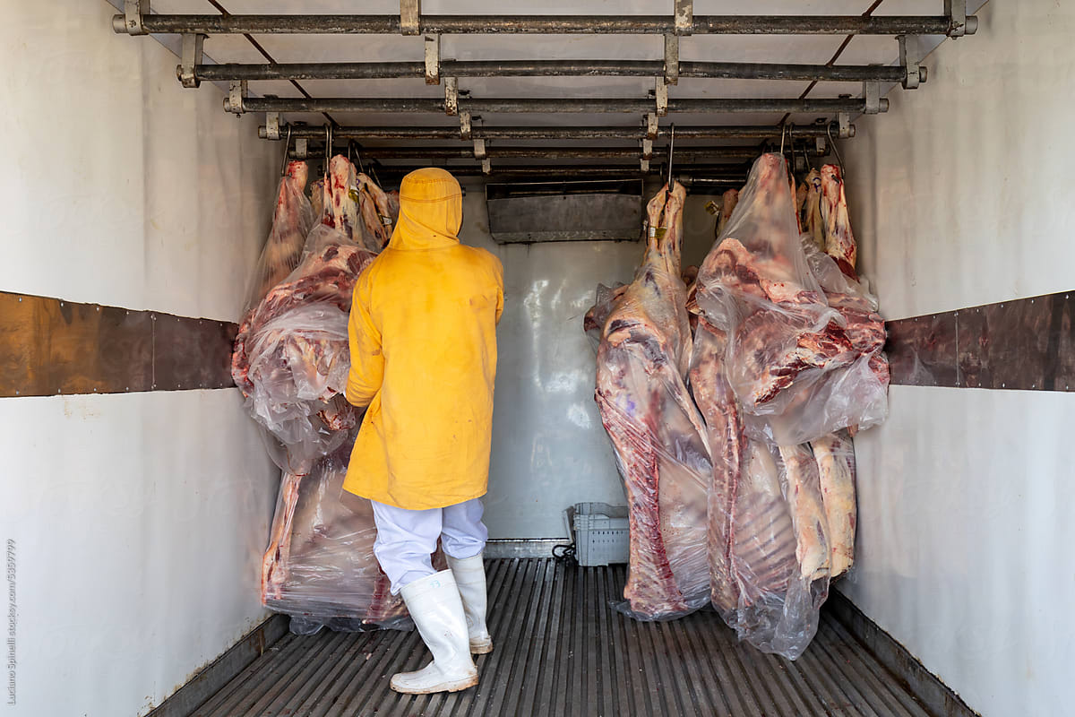 Man transporting meat carcasses inside refrigerated truck