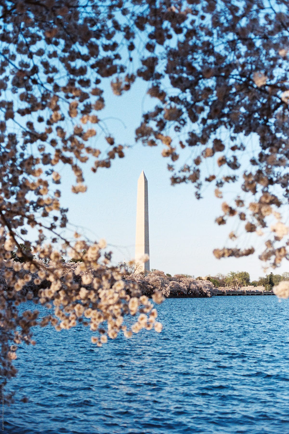Washington DC Chery Blossoms