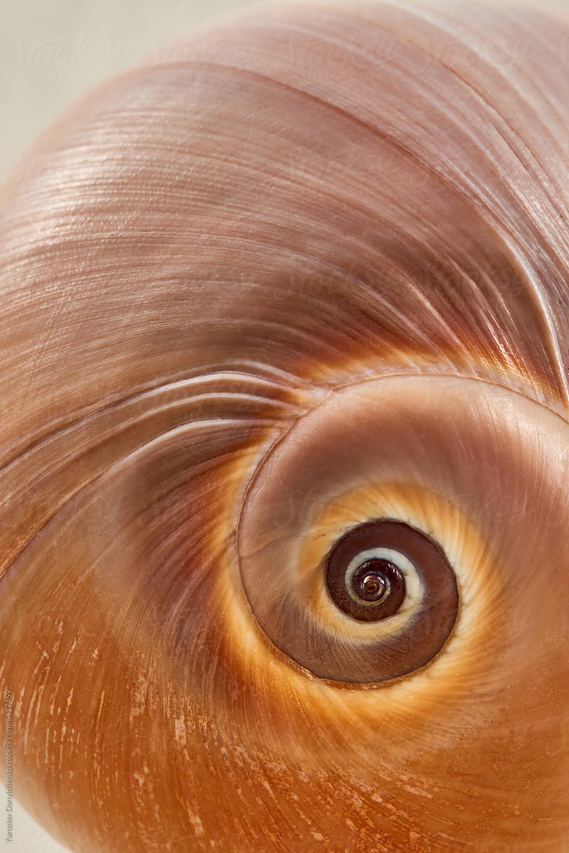 Close-up of large seashell swirl pattern.