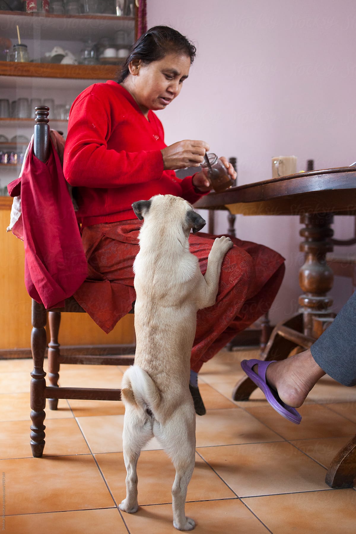 Bhunte, the naughty pug, begging for breakfast in a south asian household.
