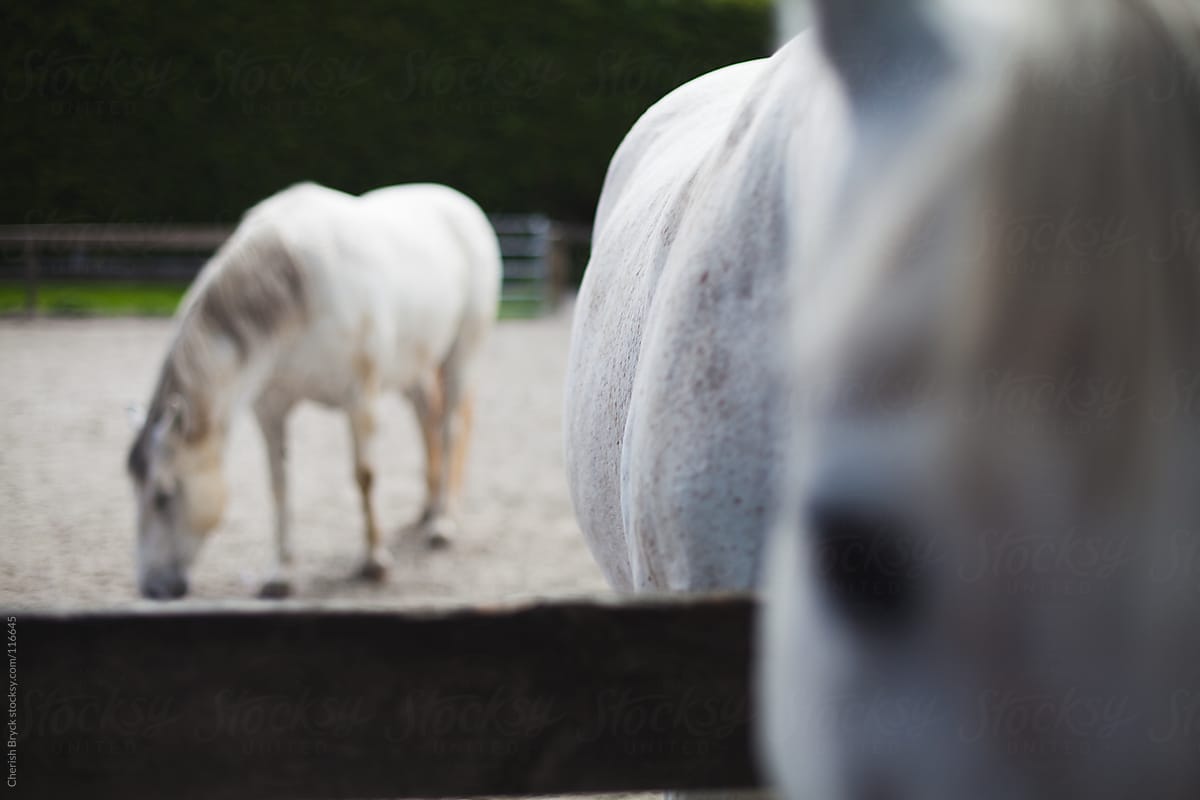 Two white horses.