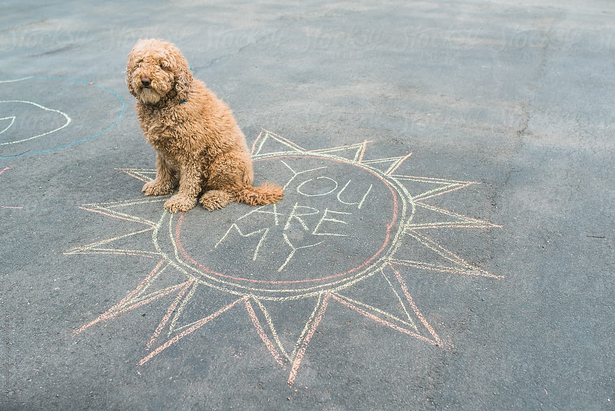 labradoodle dog sits inside a chalk drawing of a \'you are my\' sunshine message