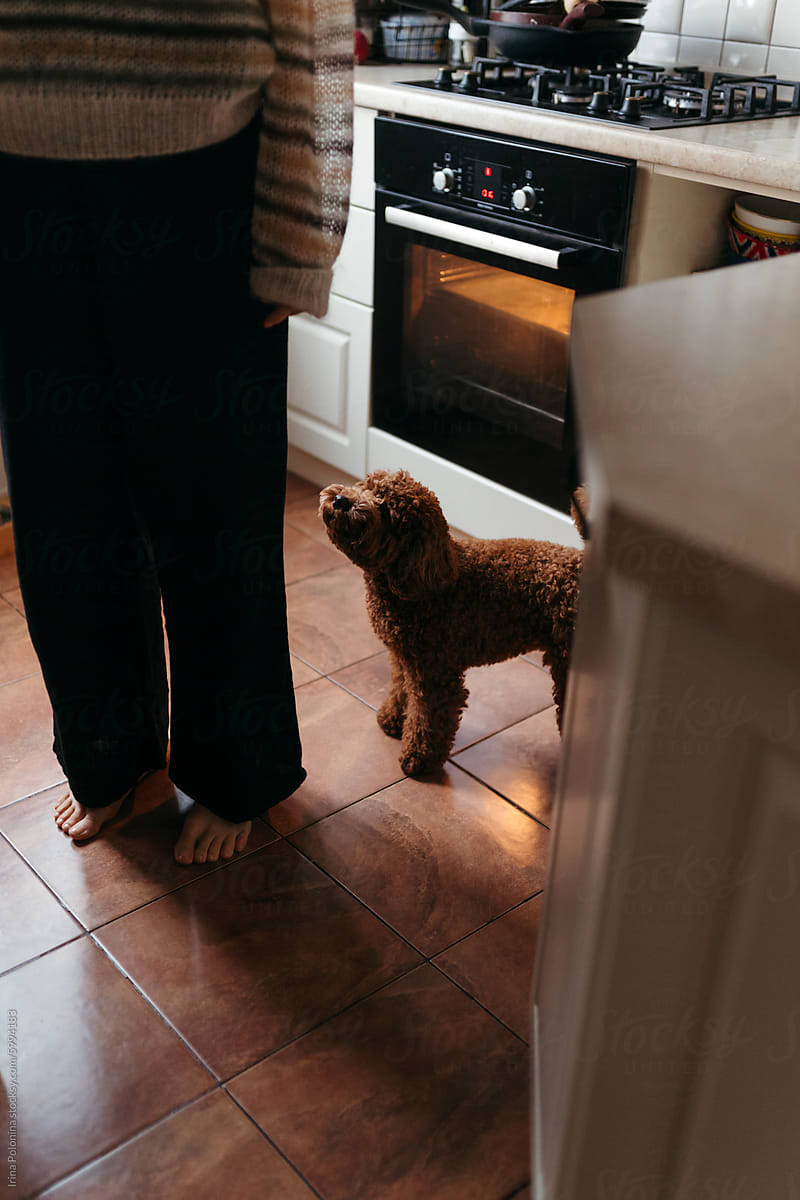 Dog Waits Patiently by Owner in Kitchen